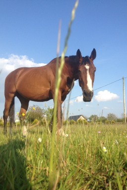 some of our horses and grazing in a field some of our horses and grazing in a field