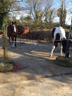 one of our outdoor pens one of our outdoor pens